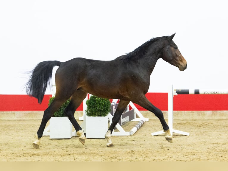 Zangersheider Étalon 3 Ans 163 cm Bai brun in Waddinxveen