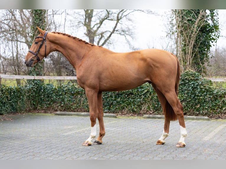 Zangersheider Étalon 3 Ans 163 cm  in WK Heerde