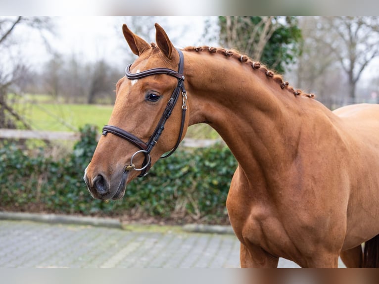 Zangersheider Étalon 3 Ans 163 cm  in WK Heerde