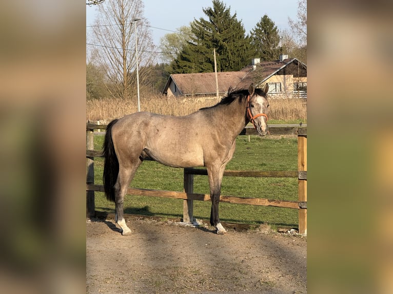 Zangersheider Étalon 3 Ans 163 cm Gris in Brezovica pri Ljubljani