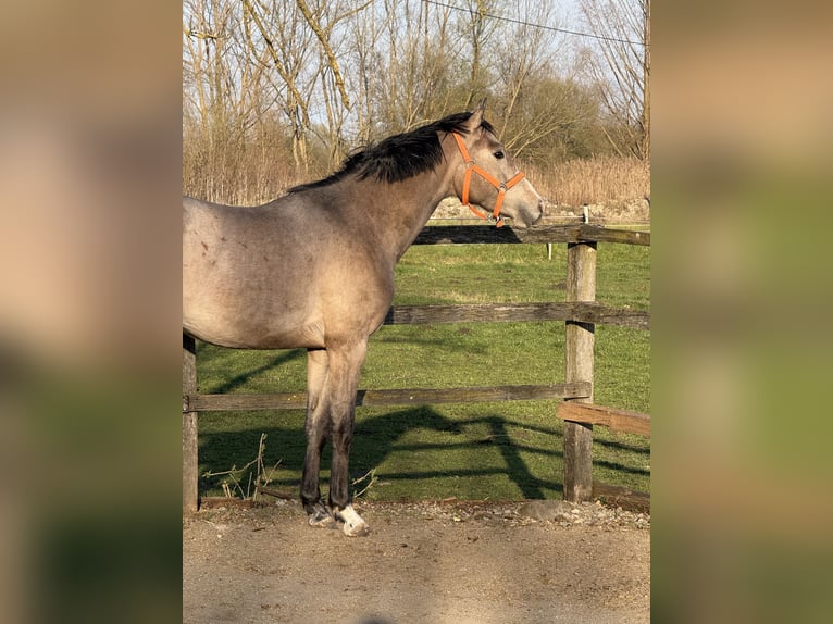 Zangersheider Étalon 3 Ans 163 cm Gris in Brezovica pri Ljubljani