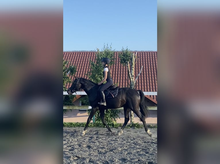Zangersheider Étalon 3 Ans 163 cm Noir in Zakrzów