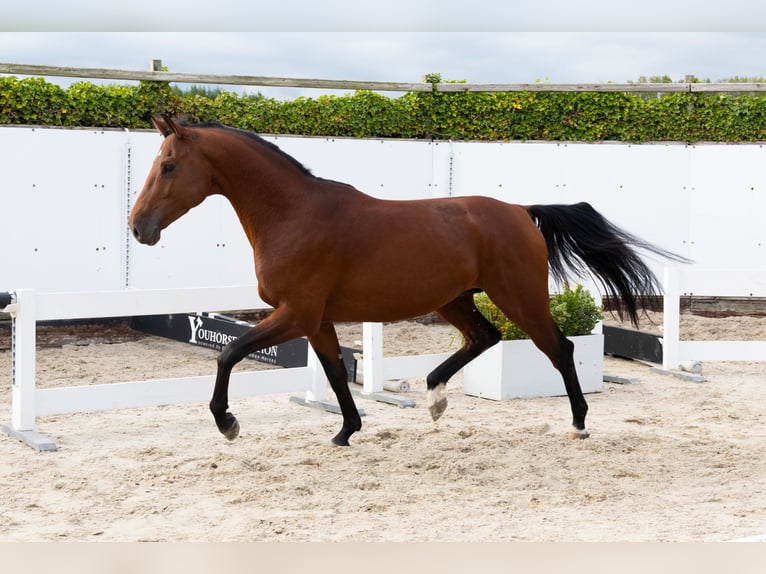 Zangersheider Étalon 3 Ans 164 cm Bai in Waddinxveen Zangersheider Étalon 3 Ans 164 cm Bai in Waddinxveen