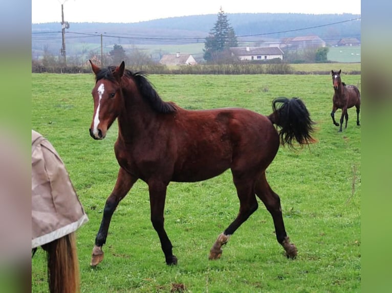 Zangersheider Étalon 3 Ans 165 cm Bai in Sainte-Croix