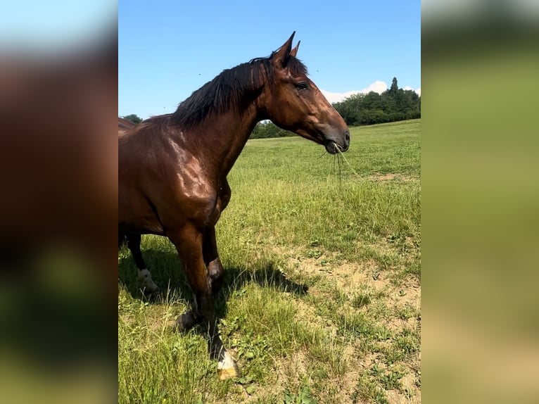 Zangersheider Étalon 3 Ans 165 cm Bai in Sainte-Croix