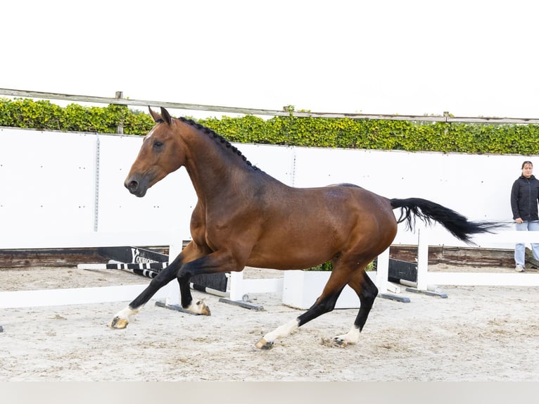 Zangersheider Étalon 3 Ans 165 cm Bai in Waddinxveen