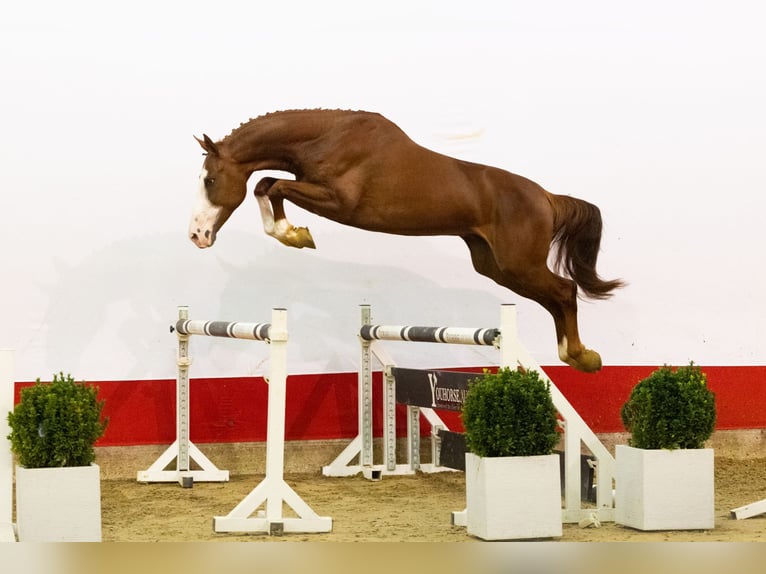 Zangersheider Étalon 3 Ans 165 cm Champagne in Waddinxveen