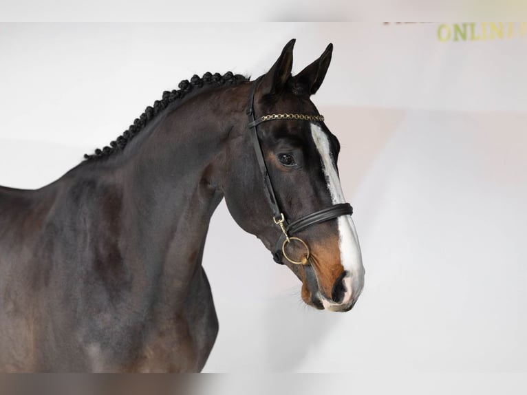 Zangersheider Étalon 3 Ans 166 cm Bai brun in Heerde