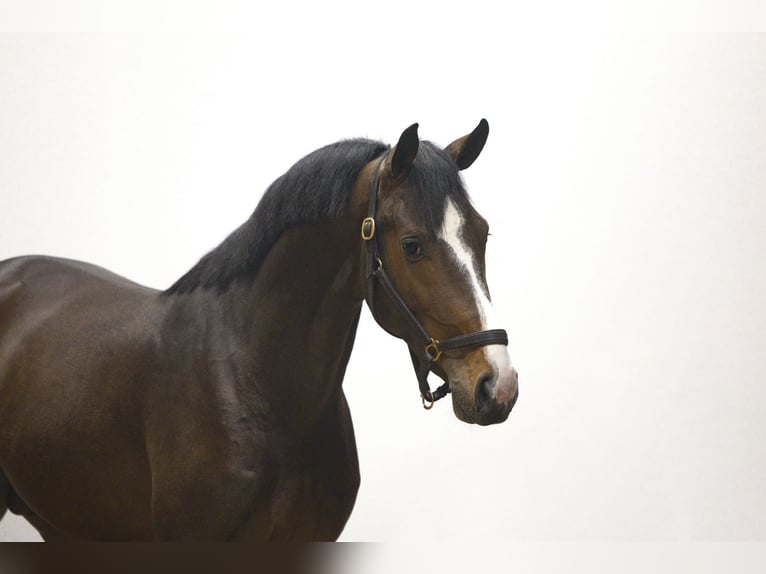 Zangersheider Étalon 3 Ans 166 cm Bai in Waddinxveen