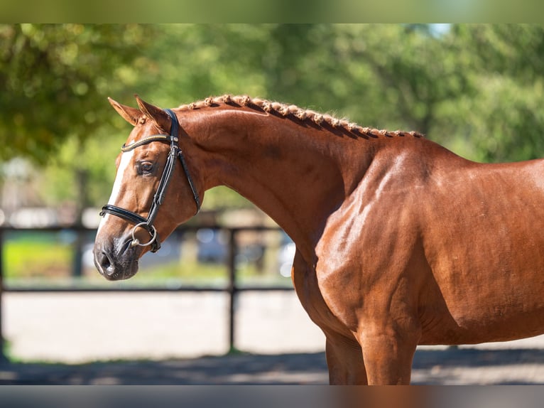 Zangersheider Étalon 3 Ans 167 cm Alezan in Kaulille