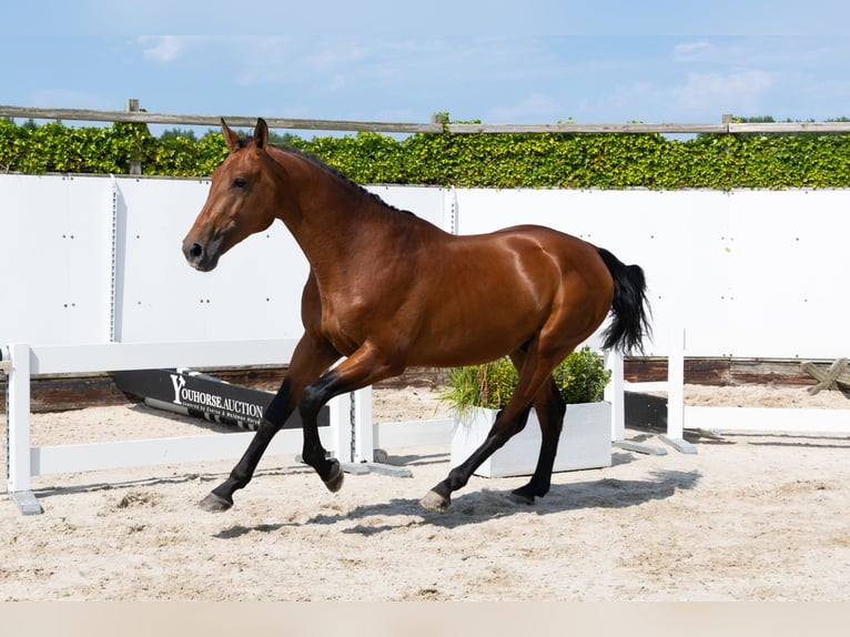 Zangersheider Étalon 3 Ans 167 cm Bai in Waddinxveen