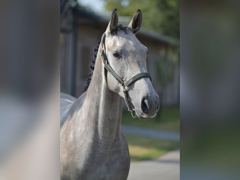 Zangersheider Étalon 3 Ans 167 cm Gris in Zelle