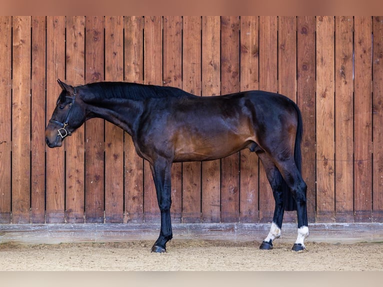 Zangersheider Étalon 3 Ans 168 cm Bai brun in Weiterstadt