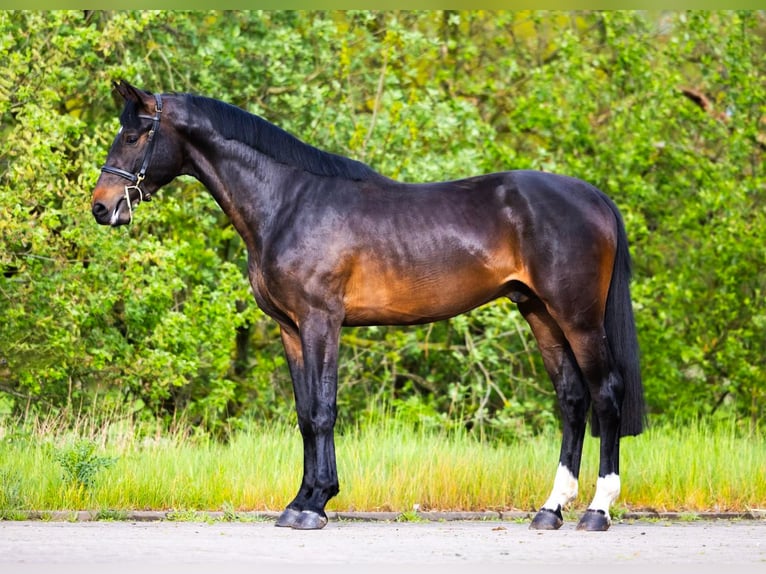 Zangersheider Étalon 3 Ans 168 cm Bai brun in Weiterstadt