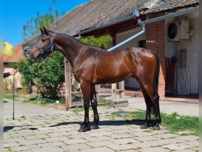 Zangersheider Étalon 3 Ans 168 cm Bai cerise in Békéscsaba