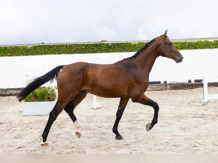 Zangersheider Étalon 3 Ans 168 cm Bai in Waddinxveen