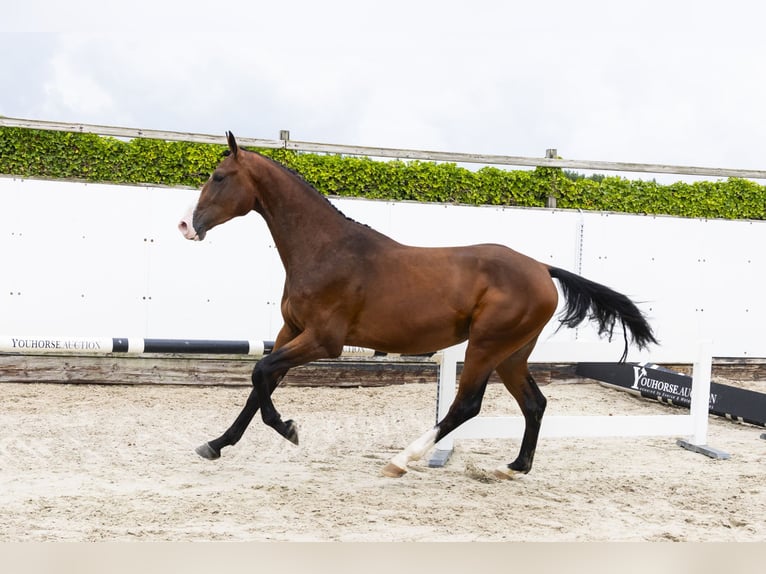 Zangersheider Étalon 3 Ans 168 cm Bai in Waddinxveen
