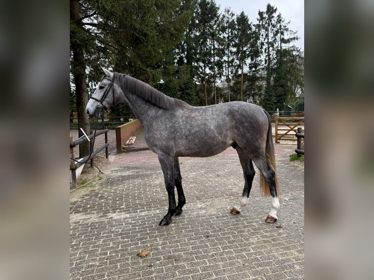 Zangersheider Étalon 3 Ans 168 cm Gris in Gieten