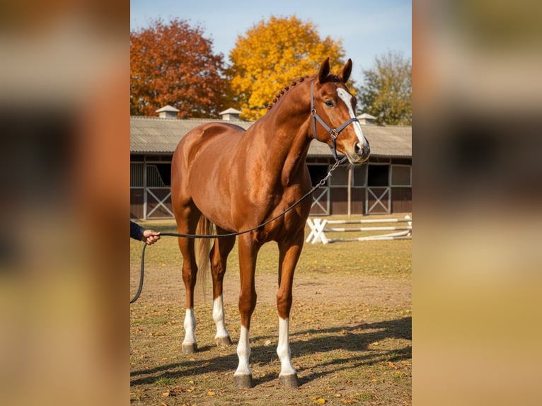 Zangersheider Étalon 3 Ans 169 cm Alezan in Gyula