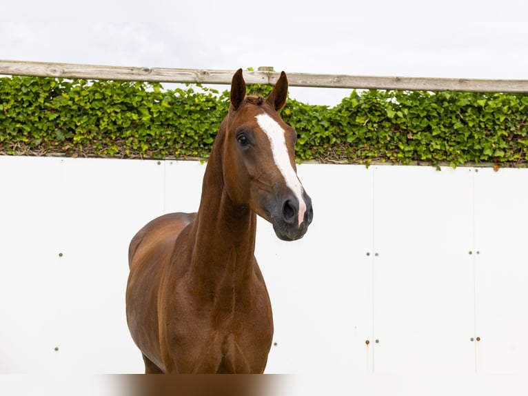 Zangersheider Étalon 3 Ans 169 cm Alezan in Waddinxveen