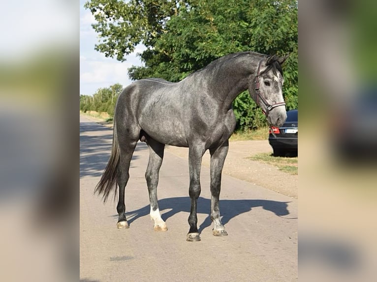 Zangersheider Étalon 3 Ans 169 cm Gris noir in Scheibenberg