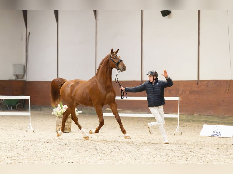 Zangersheider Étalon 3 Ans 170 cm Alezan in Jonkowo