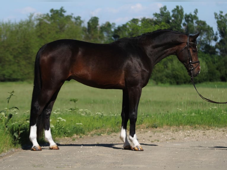 Zangersheider Étalon 3 Ans 170 cm Bai brun in Alsóörs