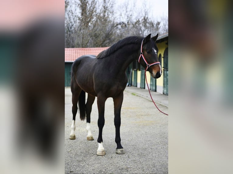 Zangersheider Étalon 3 Ans 170 cm Bai brun in Murska Soboda