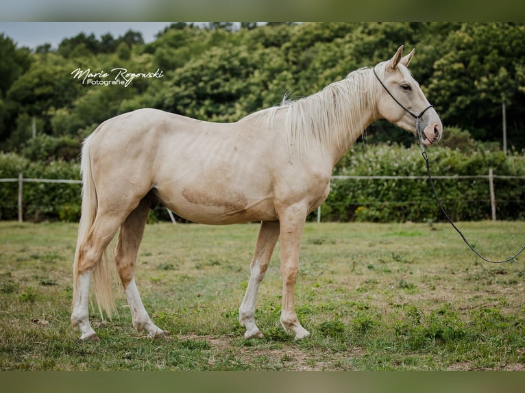 Zangersheider Étalon 3 Ans 170 cm Palomino in Beaumont pied-de-boeuf