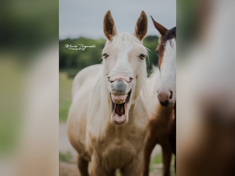 Zangersheider Étalon 3 Ans 170 cm Palomino in Beaumont pied-de-boeuf