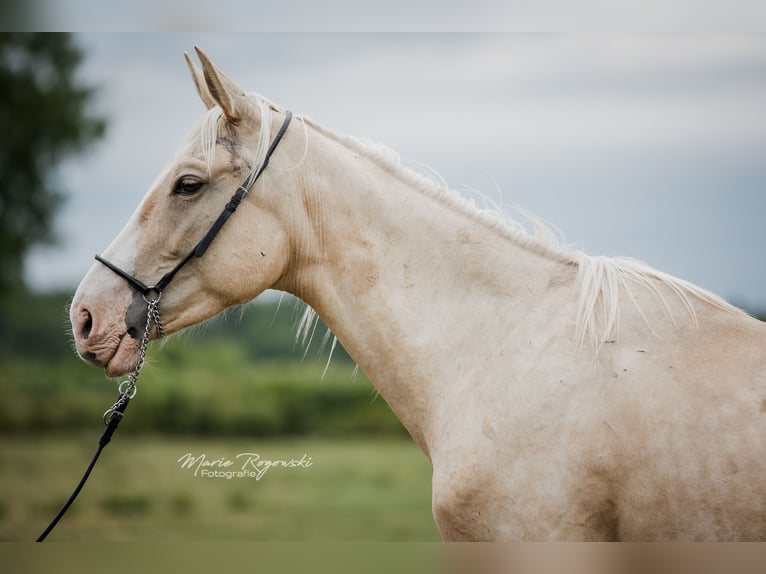 Zangersheider Étalon 3 Ans 170 cm Palomino in Beaumont pied-de-boeuf