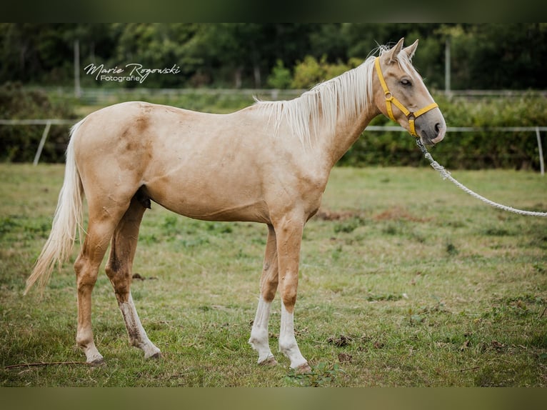 Zangersheider Étalon 3 Ans 170 cm Palomino in Beaumont pied-de-boeuf