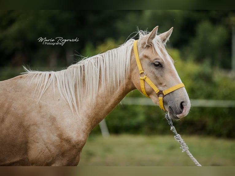 Zangersheider Étalon 3 Ans 170 cm Palomino in Beaumont pied-de-boeuf