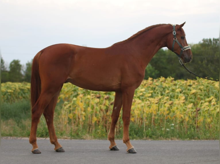 Zangersheider Étalon 3 Ans 171 cm Alezan in Borstorf