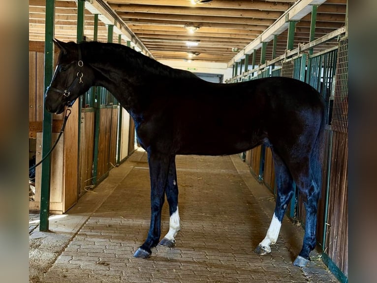 Zangersheider Étalon 3 Ans 171 cm Noir in Murska Soboda