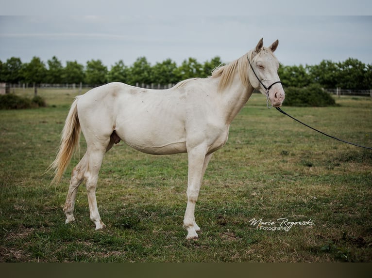 Zangersheider Étalon 3 Ans 172 cm Perlino in Beaumont pied-de-boeuf