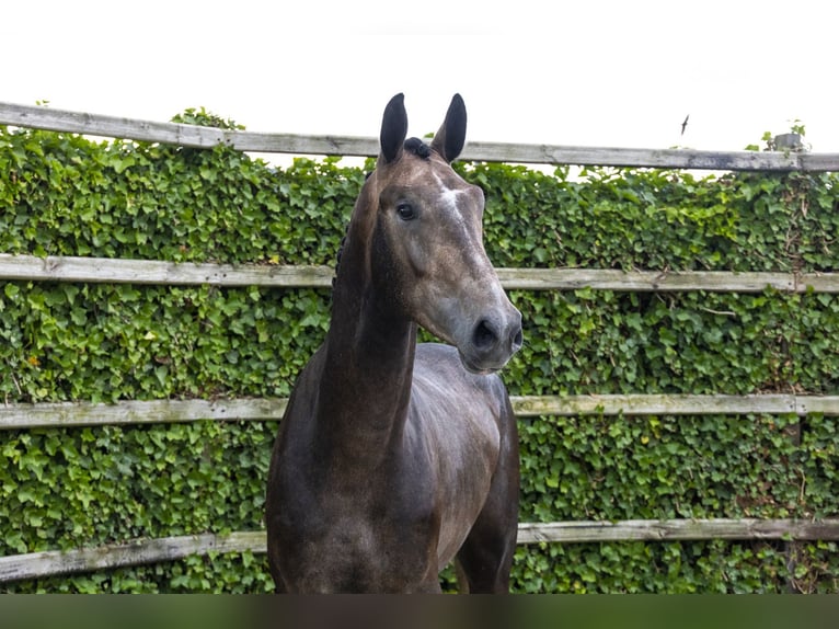 Zangersheider Étalon 3 Ans 173 cm Gris in Waddinxveen