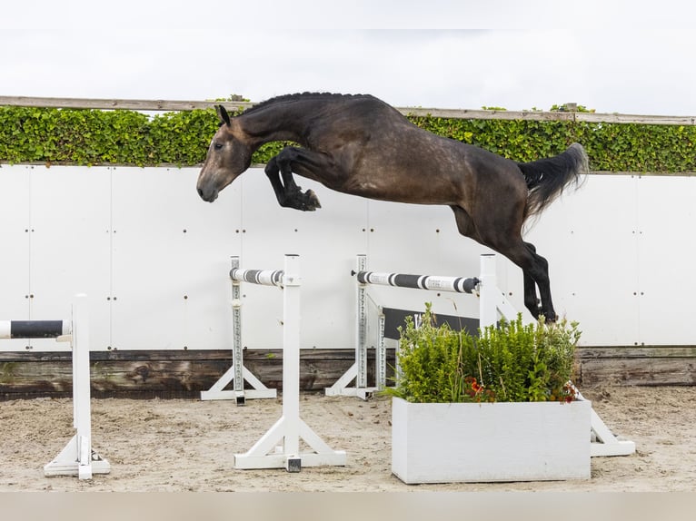 Zangersheider Étalon 3 Ans 173 cm Gris in Waddinxveen