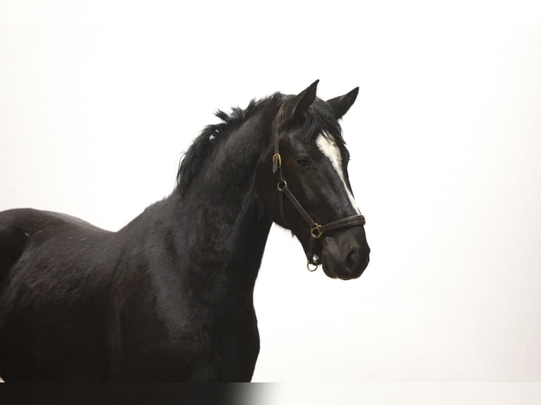 Zangersheider Étalon 3 Ans 174 cm Noir in Waddinxveen