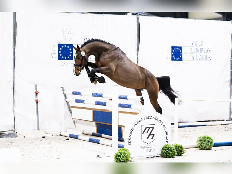 Zangersheider Étalon 3 Ans 175 cm Bai cerise in Bobrowice