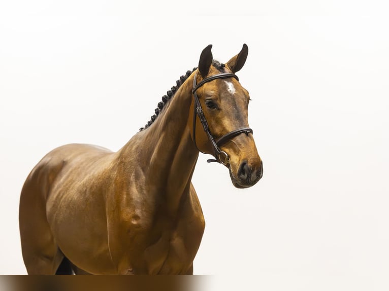 Zangersheider Étalon 3 Ans 175 cm  in Waddinxveen