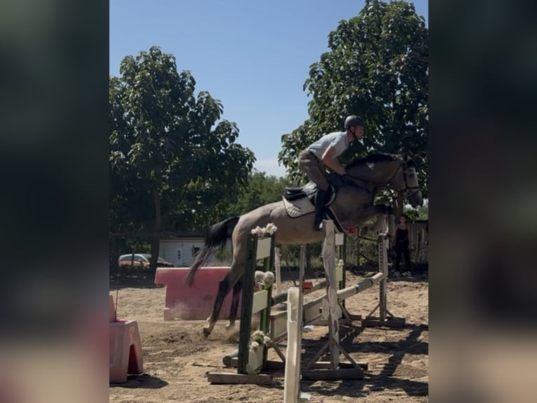 Zangersheider Étalon 3 Ans 180 cm Gris in Cs&#xF6;m&#xF6;r