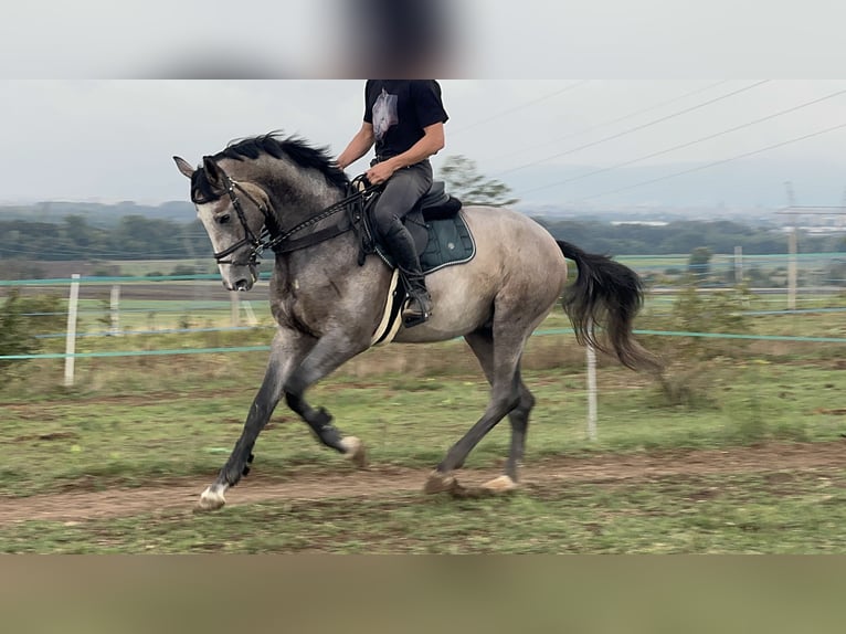 Zangersheider Étalon 3 Ans 180 cm Gris in Cs&#xF6;m&#xF6;r