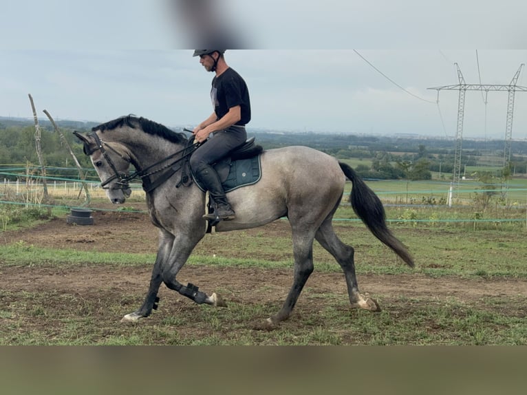 Zangersheider Étalon 3 Ans 180 cm Gris in Cs&#xF6;m&#xF6;r
