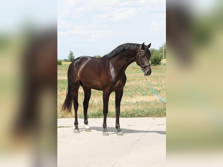 Zangersheider Étalon 3 Ans in Budapest