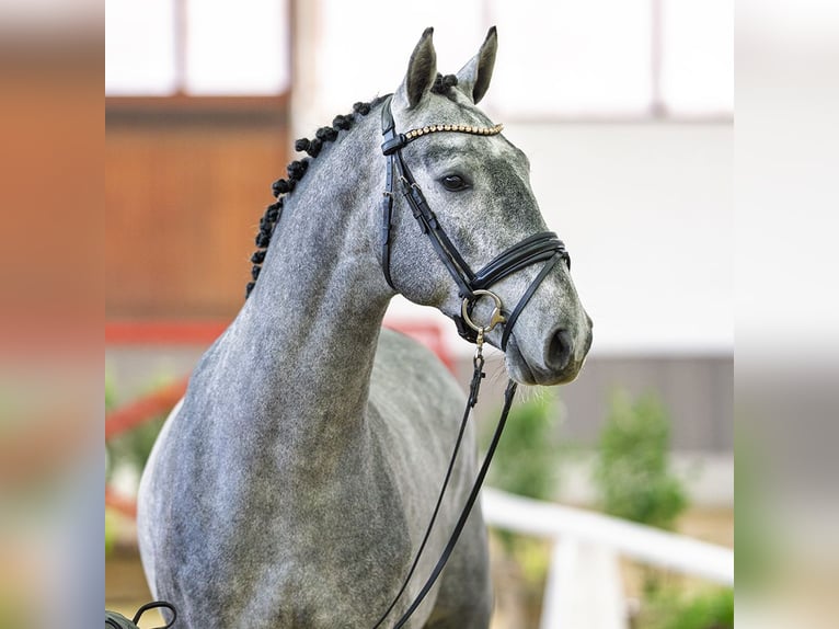 Zangersheider Étalon 3 Ans Gris in Münster-Handorf