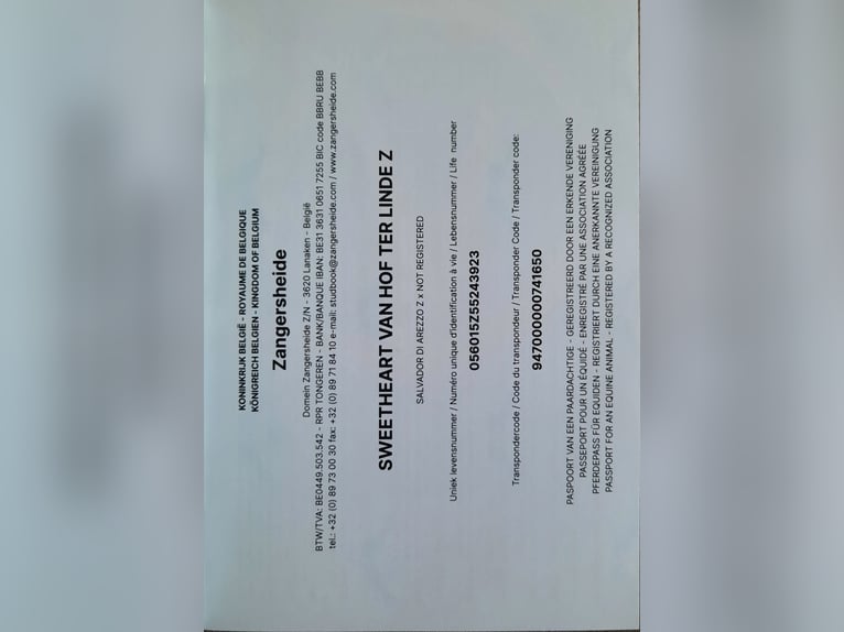 Zangersheider Étalon 3 Ans Pinto in Ketzelsdorf