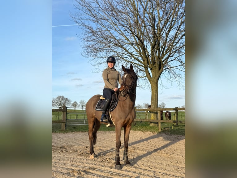 Zangersheider Étalon 4 Ans 153 cm Bai in Gangelt