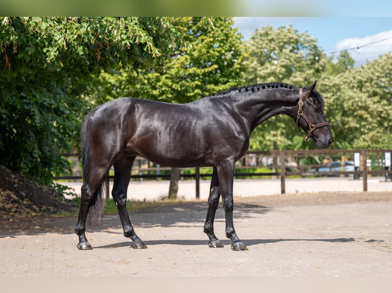 Zangersheider Étalon 4 Ans 158 cm  in Kaulille