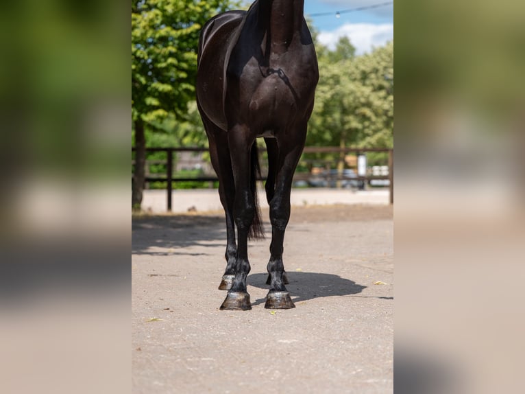 Zangersheider Étalon 4 Ans 158 cm  in Kaulille